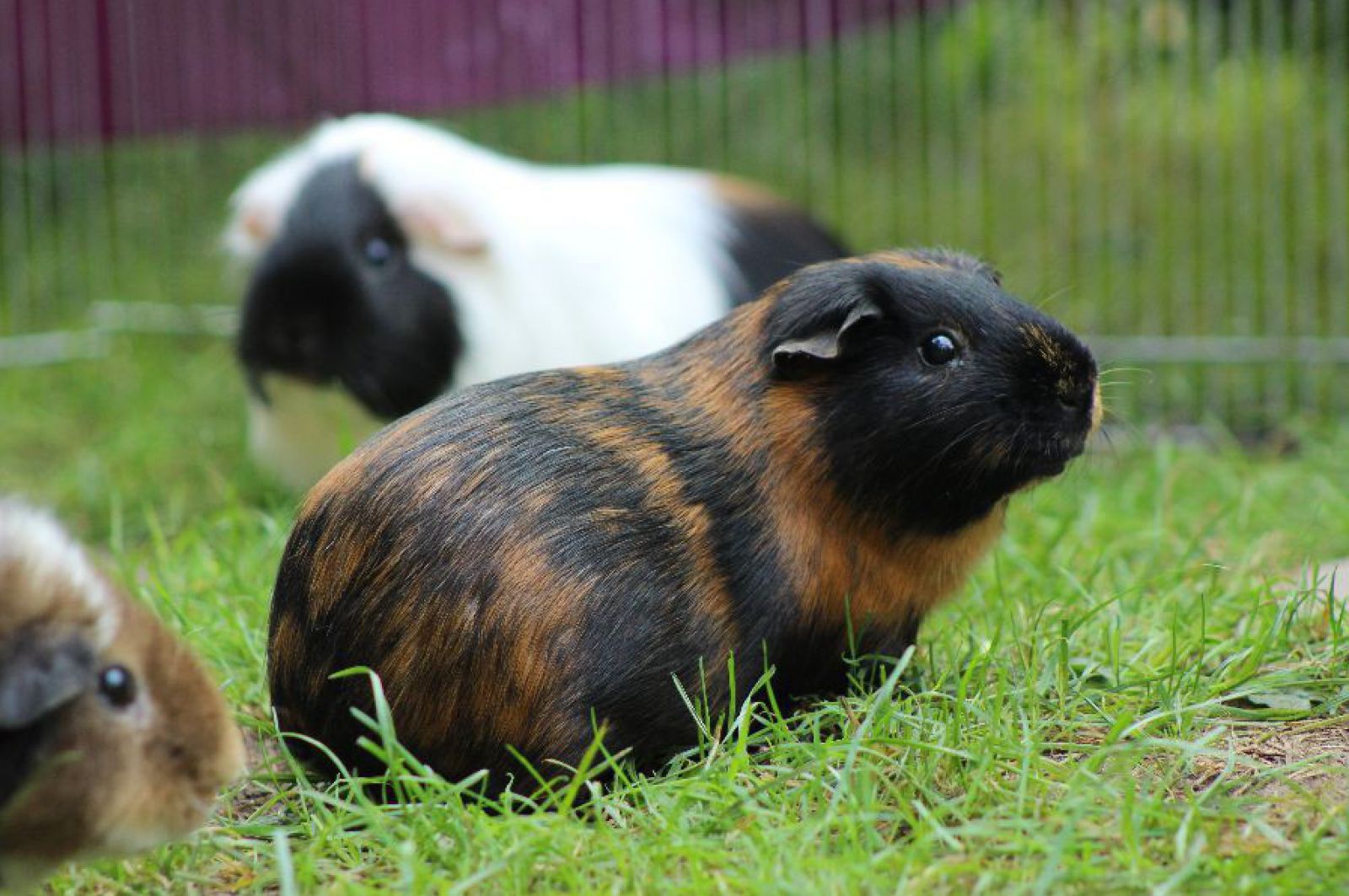 Steckbrief Meerschweinchen