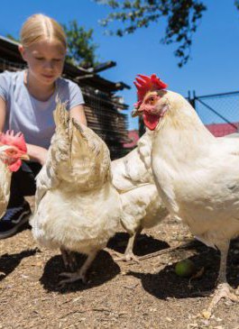 Film: Augen auf für Hühner