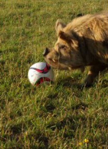 Film: 1 zu 0 für die Schweine