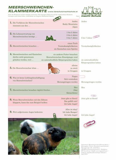 Klammerkarte Meerschweinchen