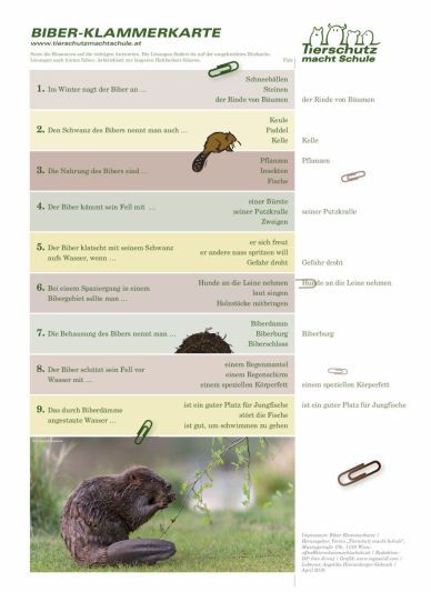Klammerkarte Biber