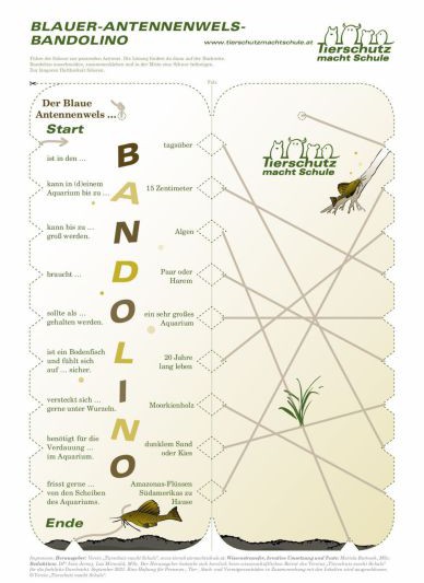 Bandolino Antennenwels