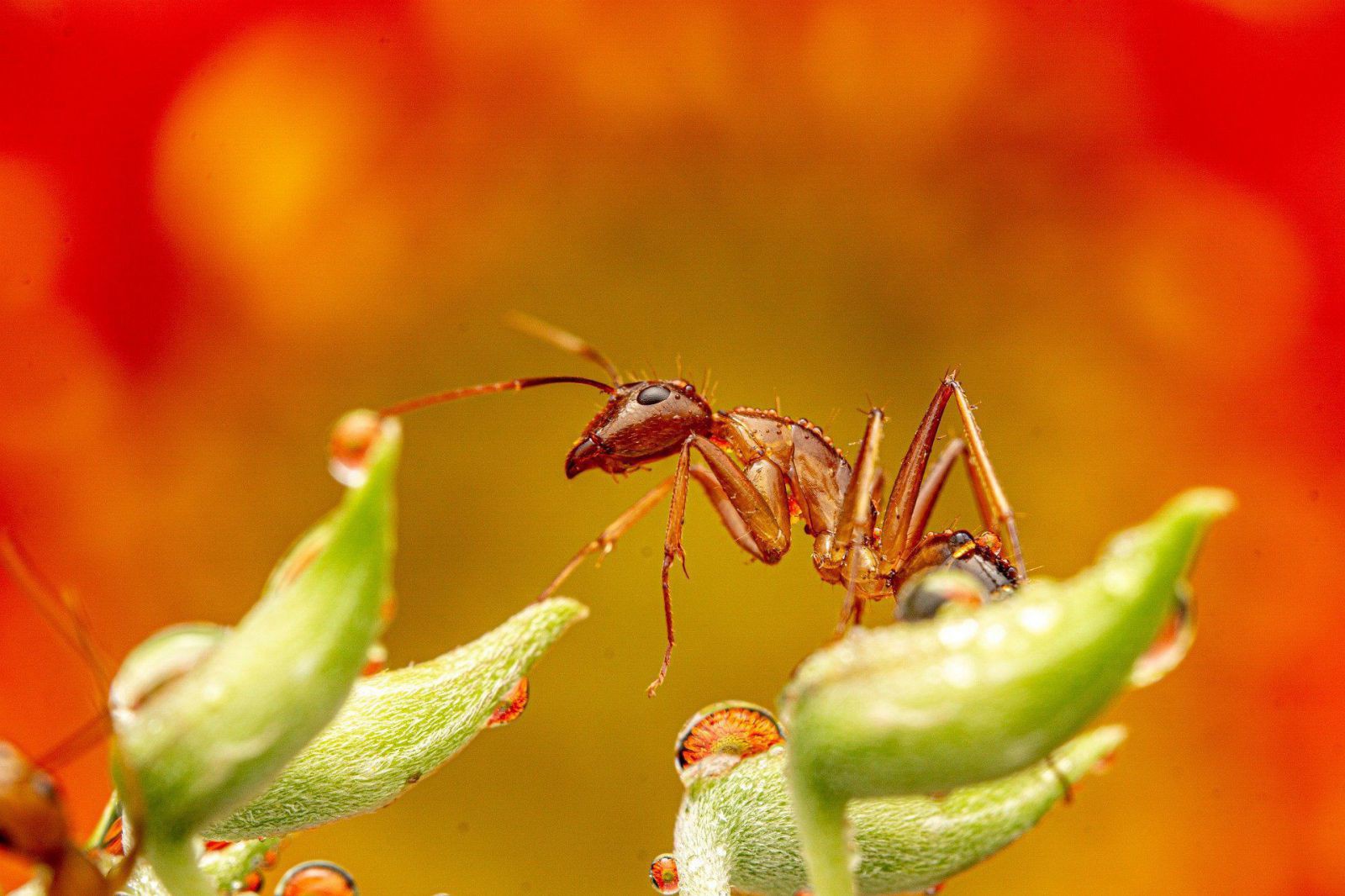 ant-9061666_1920_truongdinhanh_pixabay